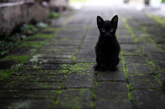 Vuoi adottare un gatto? 10 cose da sapere per non farti trovare impreparato