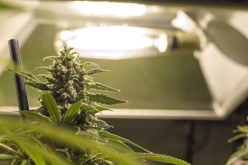 Cos’è la cannabis light e i suoi campi di utilizzo