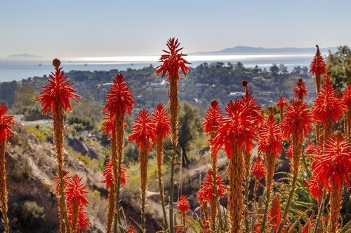 Quali sono le proprietà dell’aloe arborescens