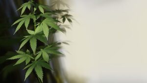 Cannabis Light: Come il CBD può alleviare ansia e stress Cannabis Light: Come il CBD può alleviare ansia e stress