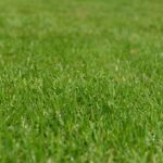 Come prendersi cura dell’erba Festuca arundinacea Come prendersi cura dell’erba Festuca arundinacea