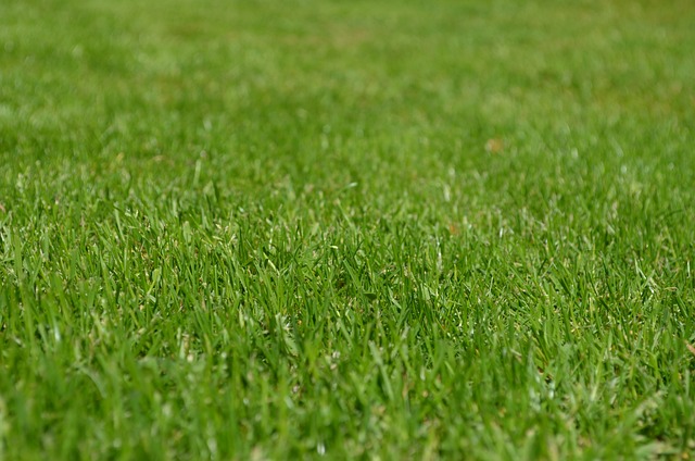 Come prendersi cura dell’erba Festuca arundinacea